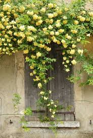 Rosier Banks Flor De Jardinagem Rosas Trepadeiras Trepadeiras