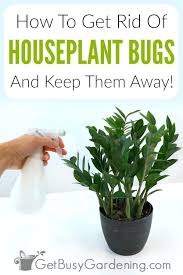 And i'm not within 100 miles of an oat field!) whether you call them insects or bugs, or a. How To Get Rid Of Bugs On Houseplants Get Busy Gardening