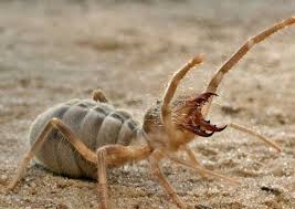 Arizona Man Finds Spider Scorpion Hybrid And None Of Us Will Ever Sleep Again Insects Spiders Scary Arachnids