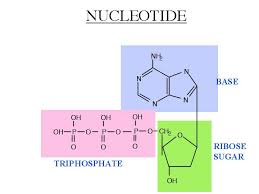 A Nucleotide Is Composed Of 3 Main Parts The Base A T G C A Ribose Sugar And A Phosphate Group The Base Can Be Split Into 2 Categorie Biology School Mcat