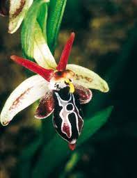 Amazing Orchids The Closest Life Gets To Breathairianism Beautiful Orchids Strange Flowers Orchids