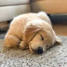 Real Dog Gohana Road Pet Shops For Dog In Rohtak Justdial