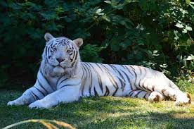 Home Great Cats World Park