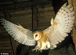 Bird That Sounds Like An Owl Uk In Thrall To The White Ghost The Beautiful But Deadly Barn Owl Owl