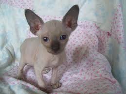 I would take a younger kitten but. For Sale Adorable Hairless Sphynx Kittens For Adoption Cute Hairless Cat Kitten Adoption Hairless Cat