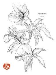 黑白花之绘 用黑白重新诠释花之绘 来自童艺帆的图片分享 堆糖 botanical illustration drawings flower tattoo
