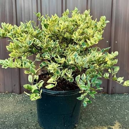 Ligustrum japonicum 'Jack Frost' Jack Frost Ligustrum from Taylor's Nursery