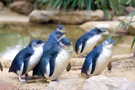 They cannot walk well, so they waddle. Little Blue Penguin Facts Critterfacts