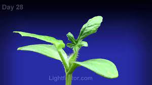 If planting from nursery seedlings or seeds started indoors, plant two transplants per hill. Watermelon Plant Time Lapse Youtube