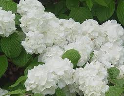 Large leaves, palmately compound with usually 7 leaflets, each about 6. Trees And Shrubs Shrubs Popcorn Balls And Popcorn Spring Garden Flowers White Flowering Plants Flowering Bushes