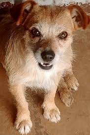 When you adopt from san antonio pets alive! 4 Precious Puppies To Adopt Now In San Antonio