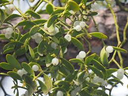 Image result for Viscum