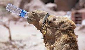 The origin of the straw that broke the camel's back. Water For Camels Page 3 Encouragement And Development For Social Workers And Those With A Mission Of Helping Others