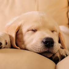 Active happy golden retriever puppies both saffy (brinsworthy saffron) and gospel ash high time have wonderful temperaments and have proven very unique mating of working golden retrievers. Alert The Puppy Paparazzi A Las Vegas Based Tech Company Is Promoting A 39 Puppy Casting Call 39 On Aug 6 In Henderson Nevada