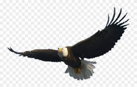 Maybe you would like to learn more about one of these? Free Png Download Eagle Png Images Background Png Images Flying Eagle Png Clipart 3706812 Pinclipart