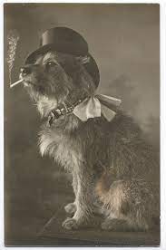 No Need For Tears There Is No Meaning So I Create My Meaning Pugs Are So Weak Vintage Dog Fancy Dog Dogs