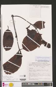 Image result for Psychotria djumaensis