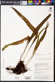 Image result for Lepisorus schraderi