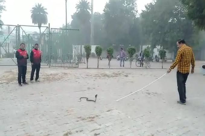 Image result for ग्रीन पार्क स्टेडियम में निकला जहरीला कोबरा,"