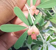 Image result for Tephrosia pentaphylla
