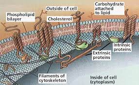 Surrounding the animal cell is the cell 1 membrane (often called plasma membrane). Transport In And Out Of Cells