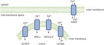 We did not find results for: Calcium Transport Systems In Chloroplasts And Mitochondria Of Plant Cells Sciencedirect