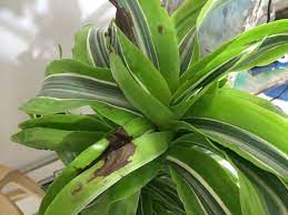 dracaena leaf blotch dracaena plant dracena plant corn plant