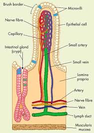 Image result for Endostemon villosus