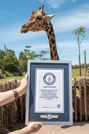 American katie grimes was fourth. Say High To Forest Guinness World Records Reveals The World S Tallest Giraffe Guinness World Records