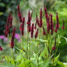 Image result for Persicaria