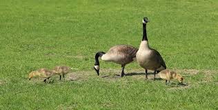 How to get rid of geese in my yard if they've been here for the past several years? How To Keep Geese Off The Lawn The Lawn Mower Guru