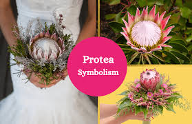 Proteas can either grow as shrubs or tall trees, depending on where they live. Protea Flower Meaning And Symbolism Symbol Sage