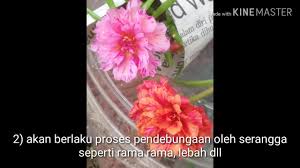 Laman ros jepun nami leaf. Soalan Kak Rumah Saya Tak Kena Panas Rose Jepun Laila Facebook