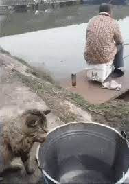 Share the best gifs now >>> Cat Catches Your Fish Kucing Himalaya Kucing Kucing Lucu