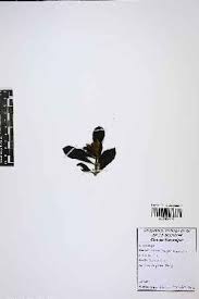 Image result for Chassalia umbraticola