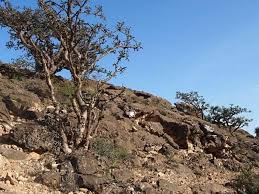 Image result for Seddera