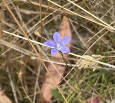 Image result for Wahlenbergia krebsii