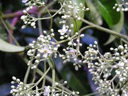 Image result for Pseudospondias microcarpa