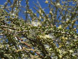 Image result for Maerua