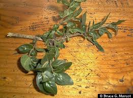 Image result for Rhamnus prinoides