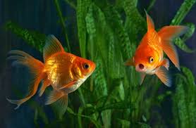 Untitled In 2020 Goldfish Aquarium Fish Tank Goldfish