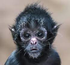 Baby Colombian Black Faced Spider Monkey Spider Monkey Animals Animals Beautiful