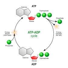 The body of all living organisms both plants and animals is dependent on the food. Phosphorylation Sigma Aldrich