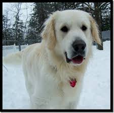 Check spelling or type a new query. English Cream Retriever Puppies For Sale In Southern Maine Signature Gold Goldens Retriever Puppy Dogs Golden Retriever Puppies