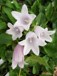 Aktuelle preise für produkte vergleichen! Campanula Punctata X Symphyandra Swannables Cfp Mail Order Plants