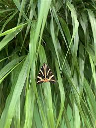 Image result for hakonechloa macra nicolas