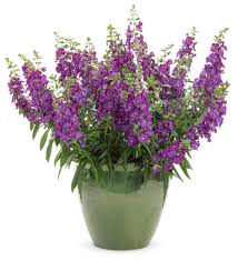 Image result for Angelonia