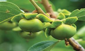 Check spelling or type a new query. Gardening Why Are My Orange Trees Not Bearing Fruit Newspaper Dawn Com