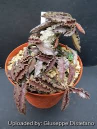 Image result for Euphorbia davyi