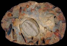 Image result for monika babi%u0161ov 